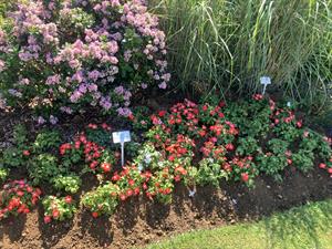 NGS Impatiens at Ball trials